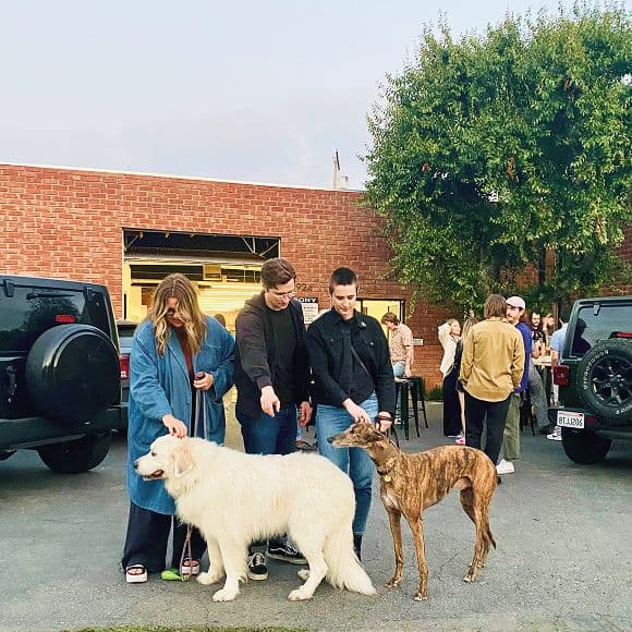 Three people stand in a parking lot petting a large white dog and a brown greyhound. There are cars, a tree, and several people in the background near a brick building.