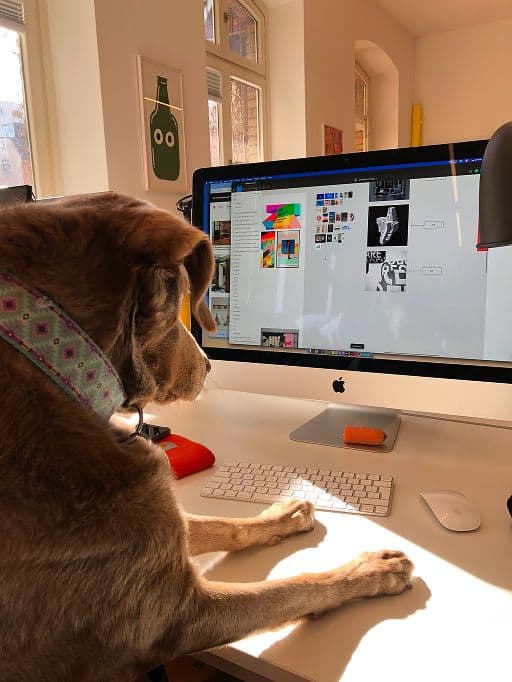 A dog sits at a desk with its front paws on the surface, looking at a computer monitor displaying colorful graphic designs. Sunlight streams through windows, and the desk has office supplies and a lamp.